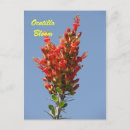Search for ocotillo Coachwhip