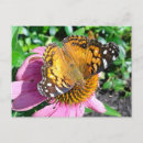 Search for monarchs postcards Flower