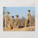 Search for suricates postcards Animal