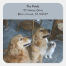 Search for golden retrievers stickers Puppy