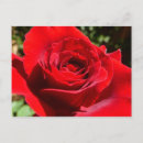 Search for bright red postcards Flower
