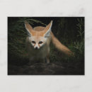 Search for big ears postcards Wildlife