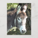 Search for equines postcards Farm animal