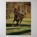 Search for black horse posters Thoroughbred