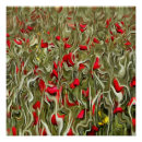Search for opium art Poppy