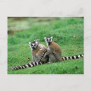 Search for antananarivo madagascar postcards Lemur