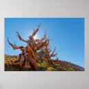 Search for inyo posters California