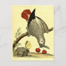 Search for vintage bird illustration postcards Nature