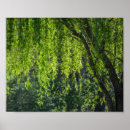 Search for weeping willow tree posters Green