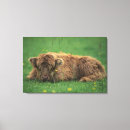 Search for grass canvas prints Calf