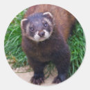 Search for ferret stickers Mustelid