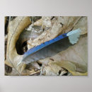 Search for blue feathers posters Nature