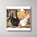 Search for cochin Hen