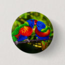 Search for parrot badges Colourful