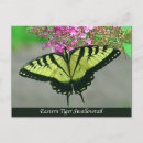 Search for swallowtail postcards Tiger