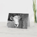 Search for black lamb cards Lambs