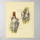 Search for knee joint posters Medical
