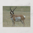 Search for horned postcards Nature photography