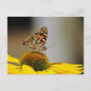Search for orange daisy postcards Pretty