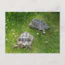 Search for land turtle postcards Animal