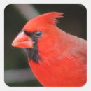 Search for cardinal bird stickers Nature