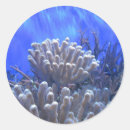 Search for blue coral reef stickers Water