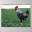 Search for funny rooster posters Bird