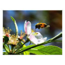 Search for flying bee posters Photography