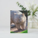 Search for wombat postcards Cute