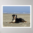 Search for bernese posters Bernese mountain dog