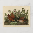 Search for quail postcards Illustration