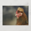 Search for fowl postcards Farm