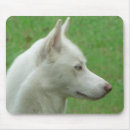 Search for siberian husky mousepads Animals