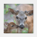 Search for fawn magnets Young animal