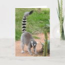 Search for ring tailed cards Madagascar
