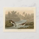 Search for birds of america postcards Illustration