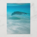 Search for stingray postcards Ocean