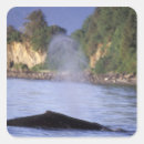 Search for whale watching stickers Marine life