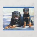 Search for rottweiler puppies cards Rottweiller