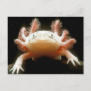Search for greeting or note postcards Nature