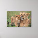Search for lion canvas prints Savannah