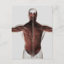 Search for human representation postcards Biomedical illustrations