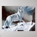 Search for arctic wolf posters Animal