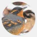 Search for songbirds stickers Wildlife photography