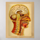 Search for vintage medical posters Anatomical