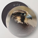 Search for falconer badges Bird of prey