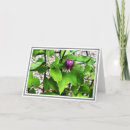 Search for purple and green cards For her