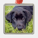 Search for black lab puppy christmas tree decorations Cute