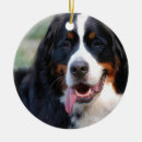 Search for bernese mountain dog christmas tree decorations Dogs
