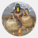 Search for duck photo stickers Wildlife